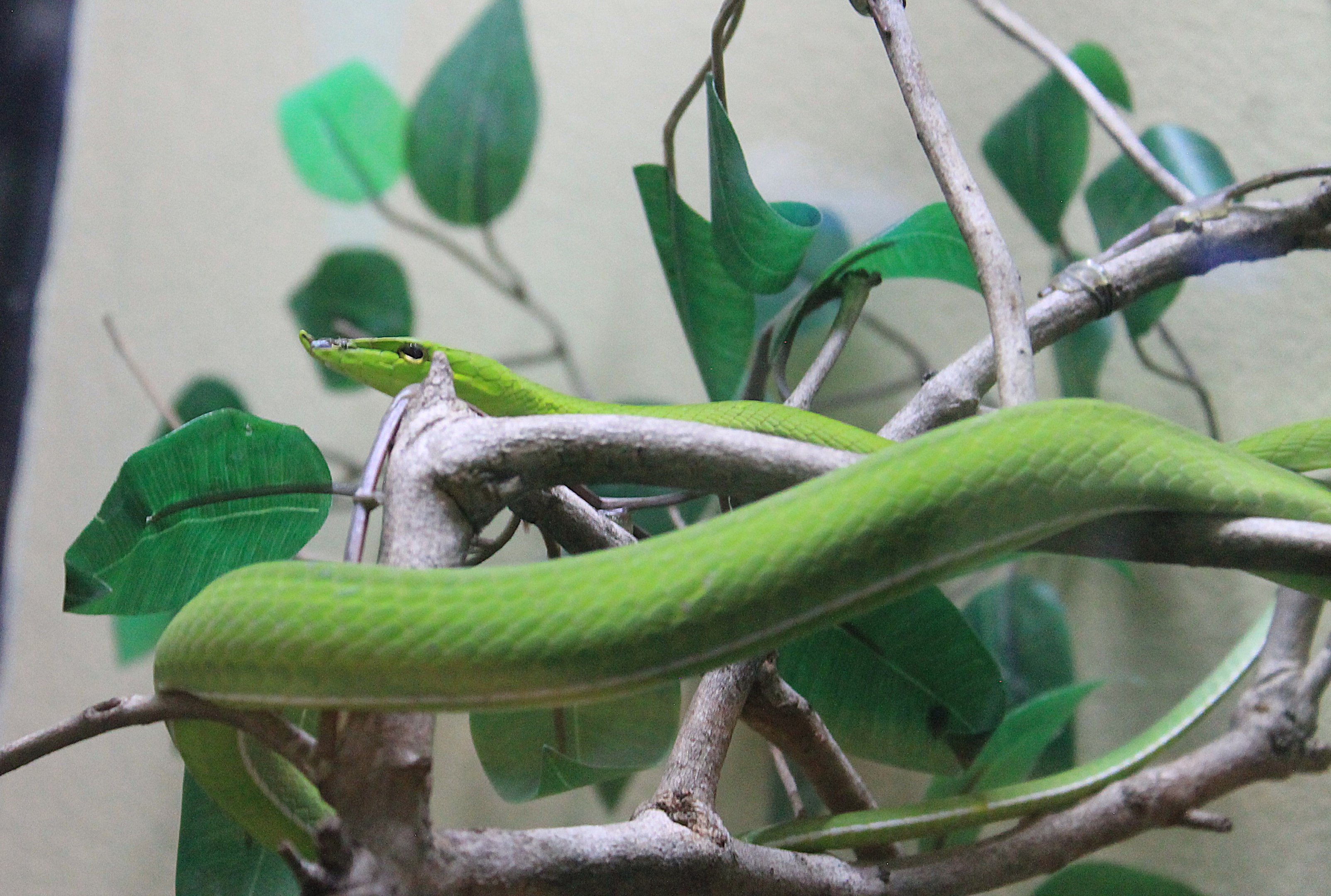 Long-nosed Whip Snake (Ahaetulla nasuta)