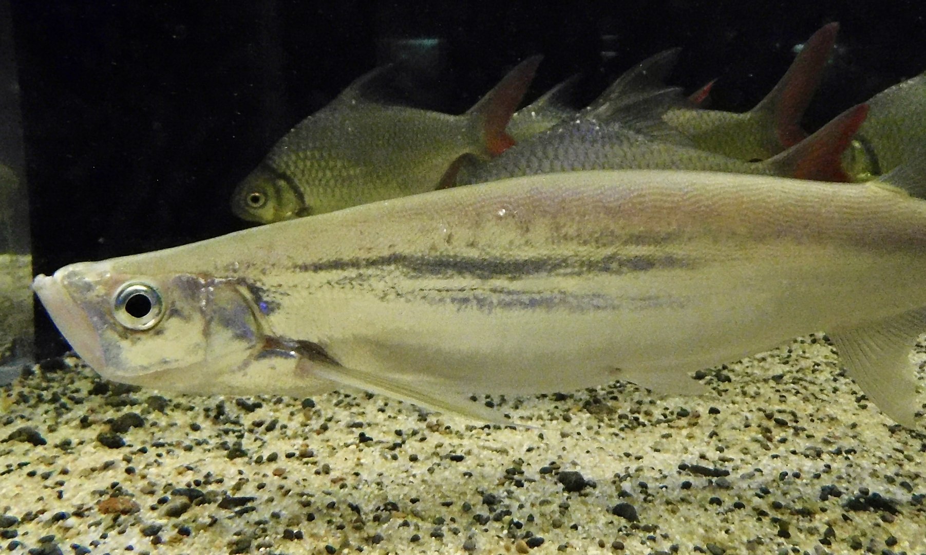 Long Pectoral-Fin Minnow (Macrochirichthys macrochirus) - Kawasui Kawasaki Aquarium November 19, 2025