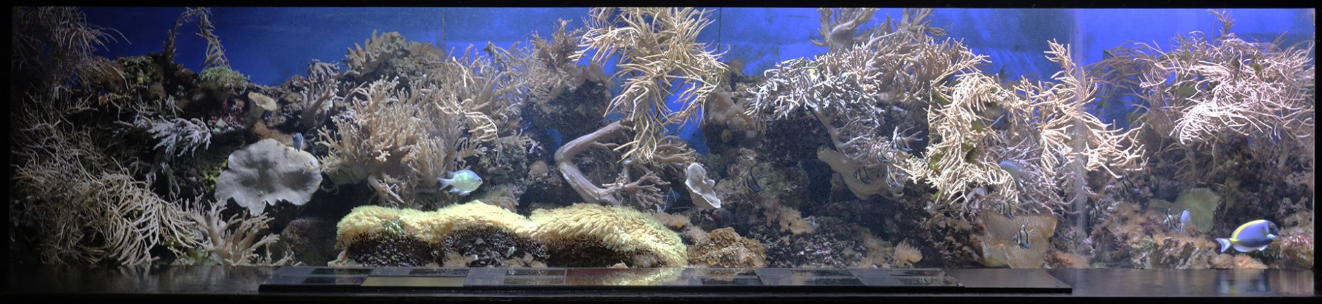 Long reef aquarium