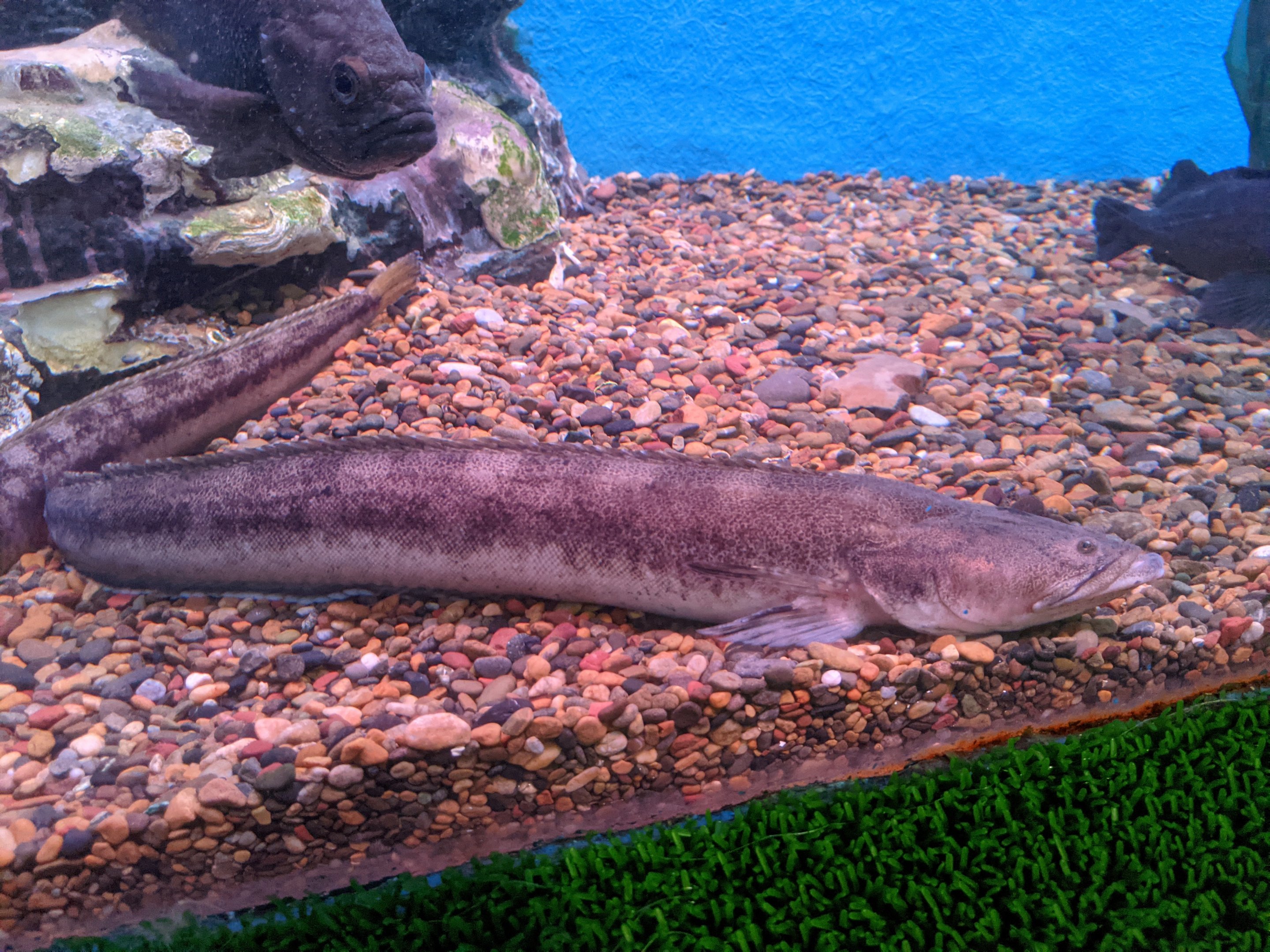 Long Shanny (Dinogunellus grigorjewi), Wakkanai Aquarium