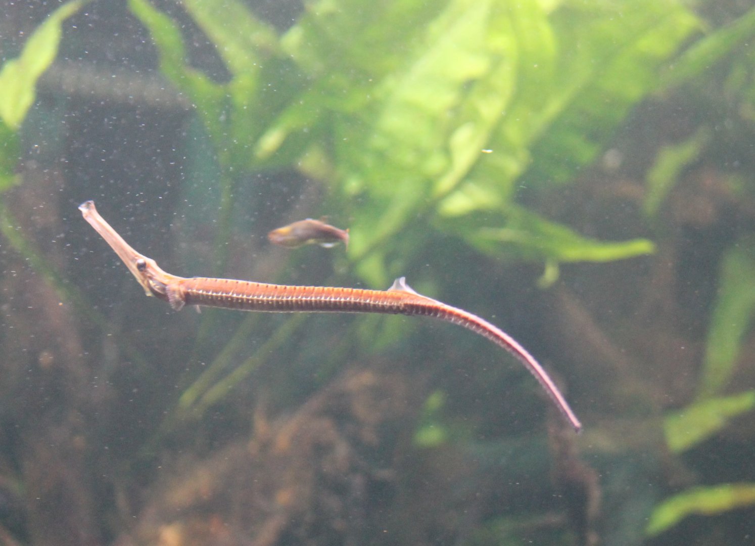 Long-snouted freshwater pipefish - Doryichthys boaja