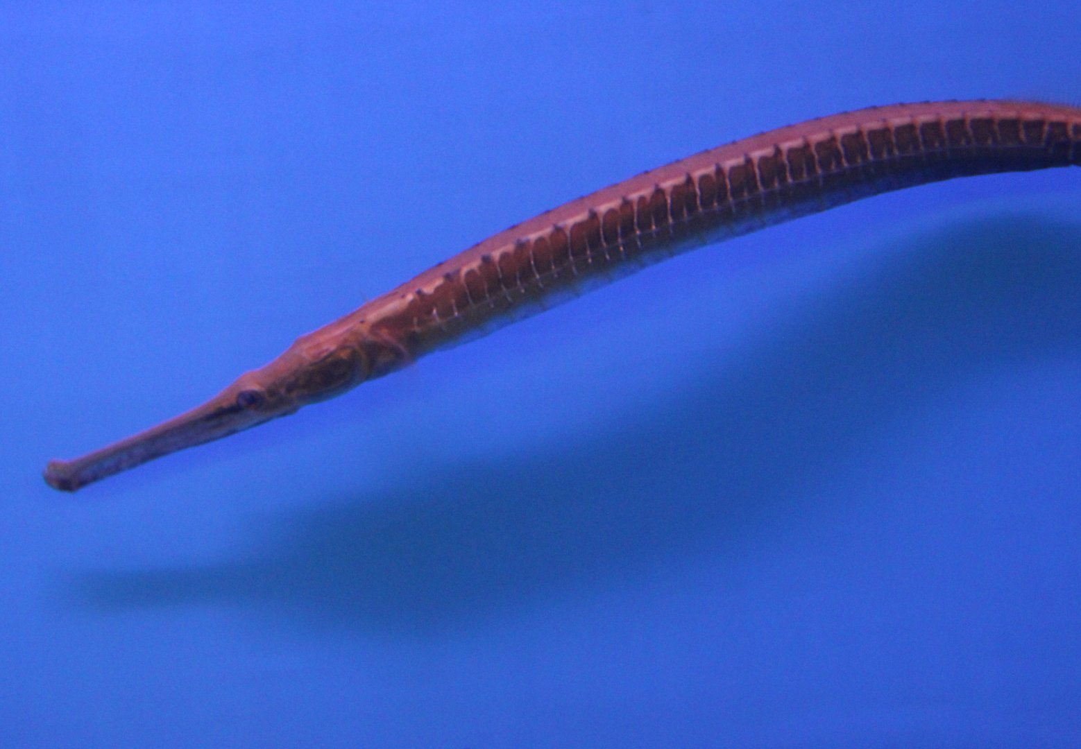 Long-snouted freshwater pipefish - Doryichthys boaja
