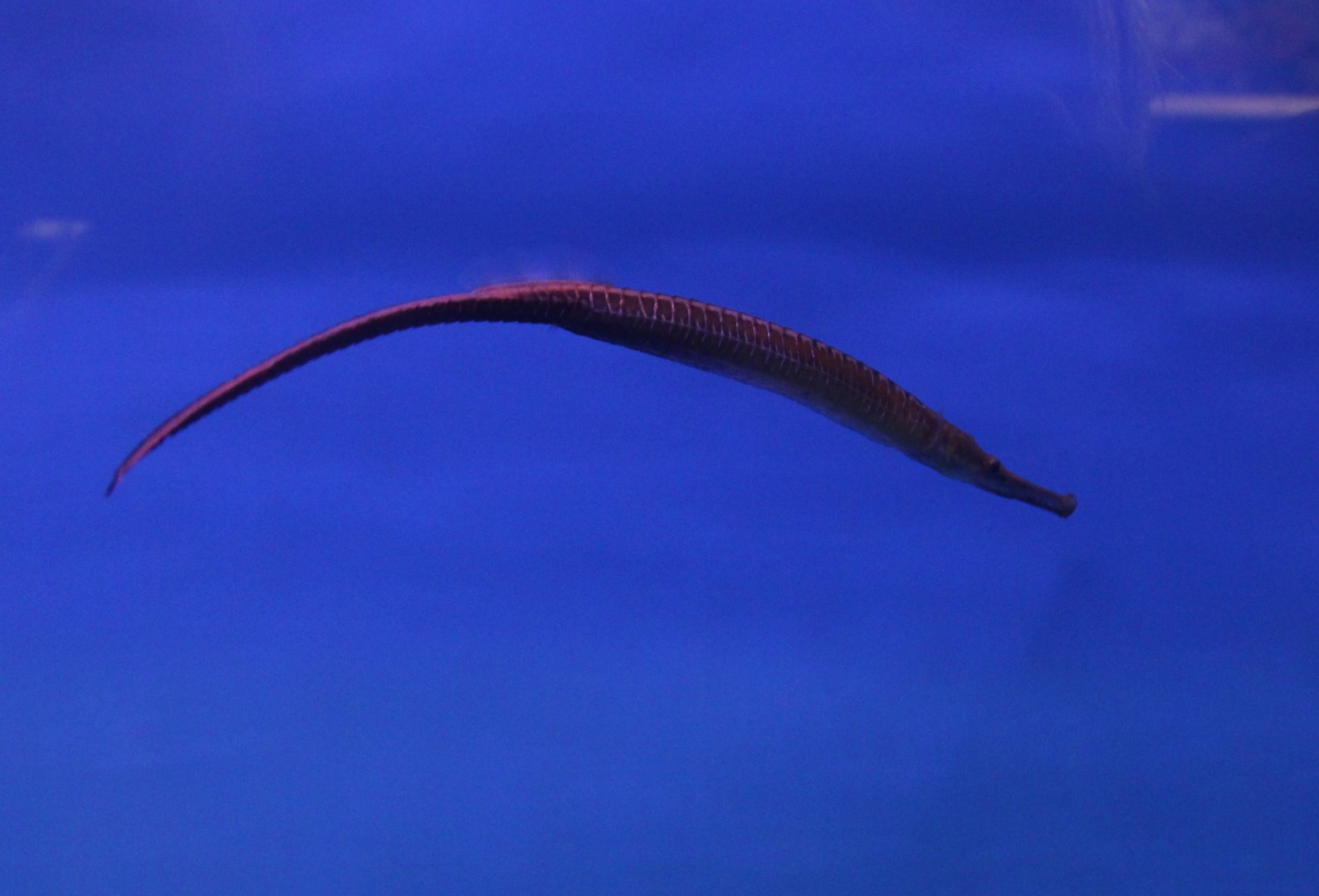 Long-snouted freshwater pipefish - Doryichthys boaja