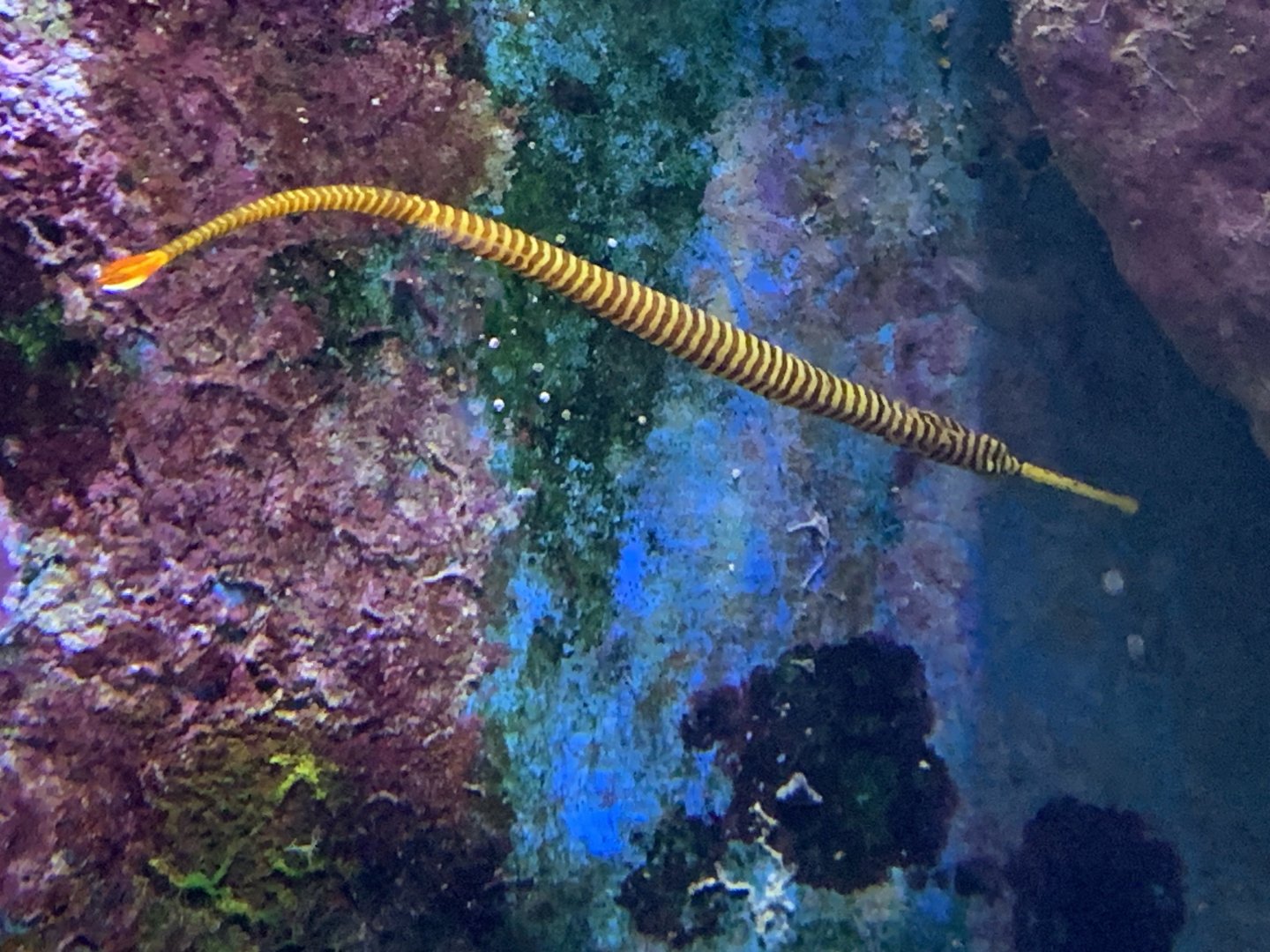 Long-snouted pipefish