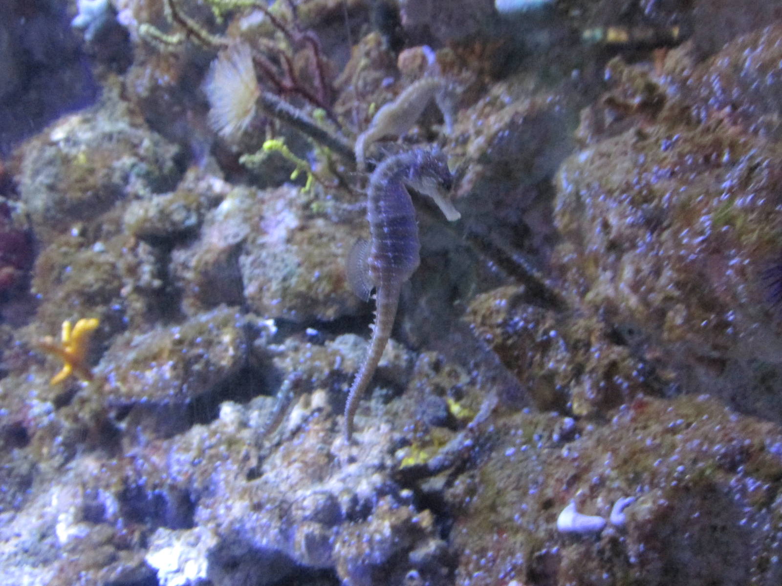 long snouted seahorse barcelona aquarium