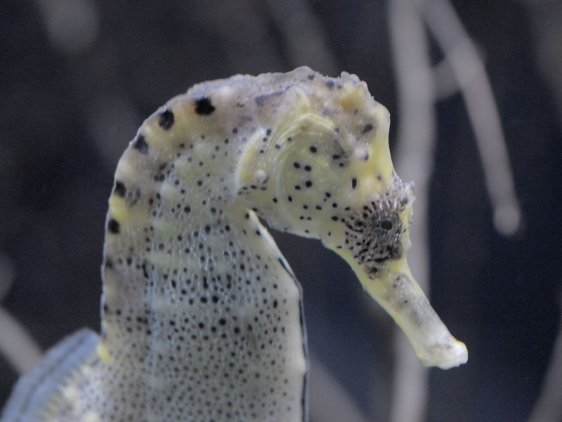 Long-snouted seahorse