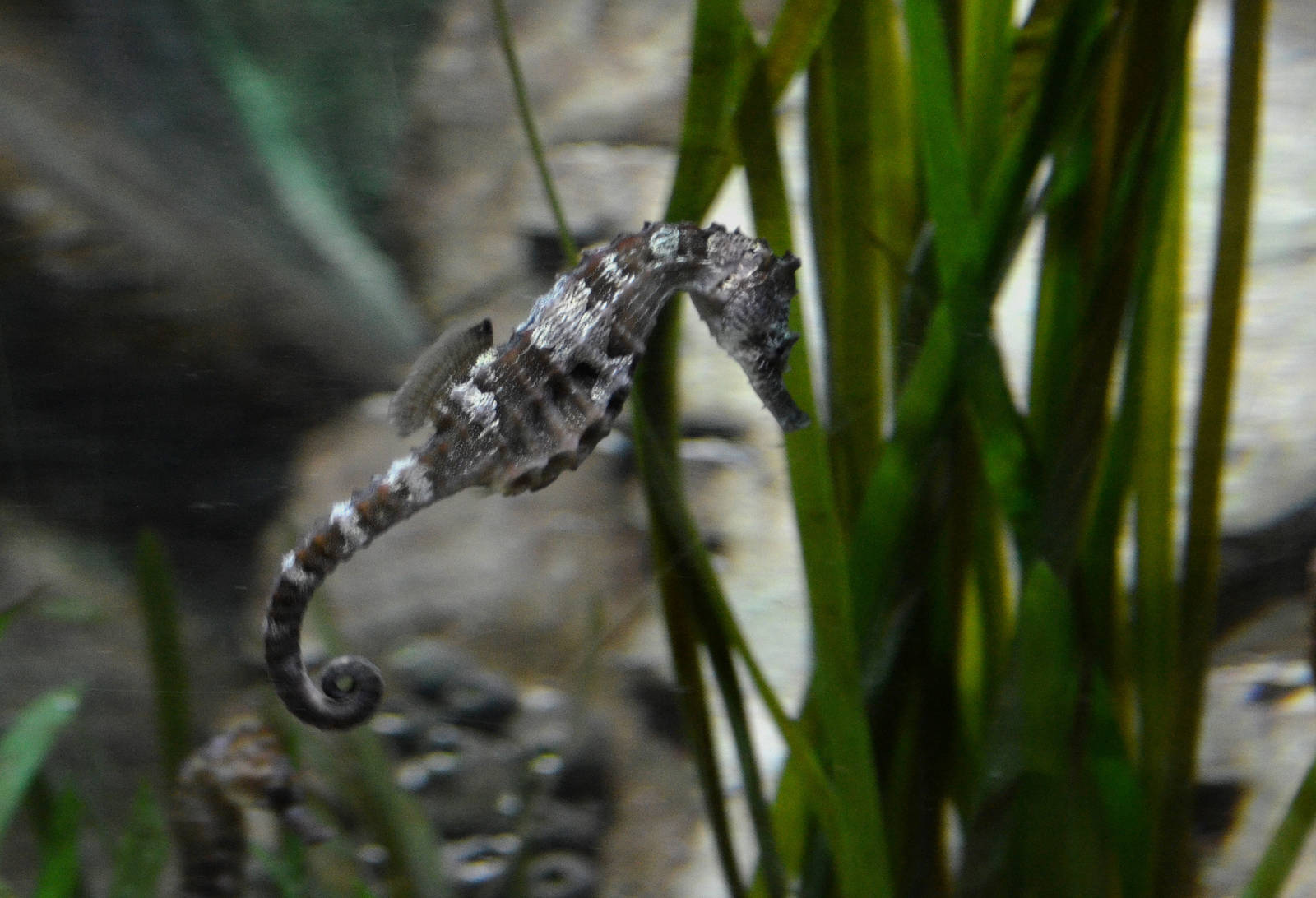 Long snouted Seahorse