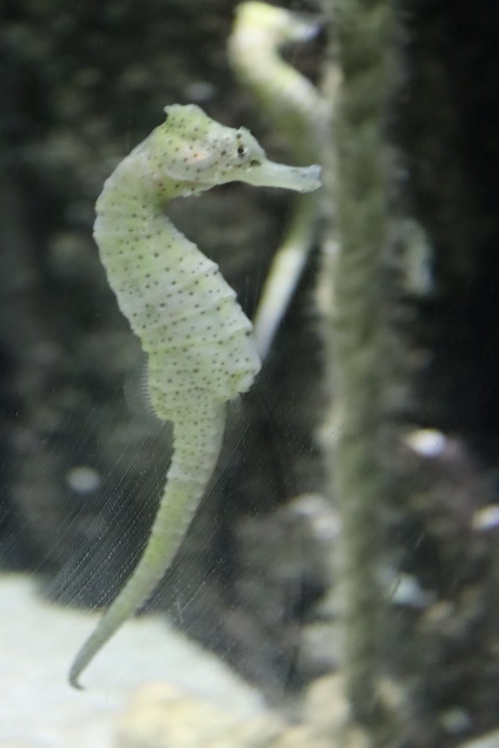 Long-snouted Seahorse