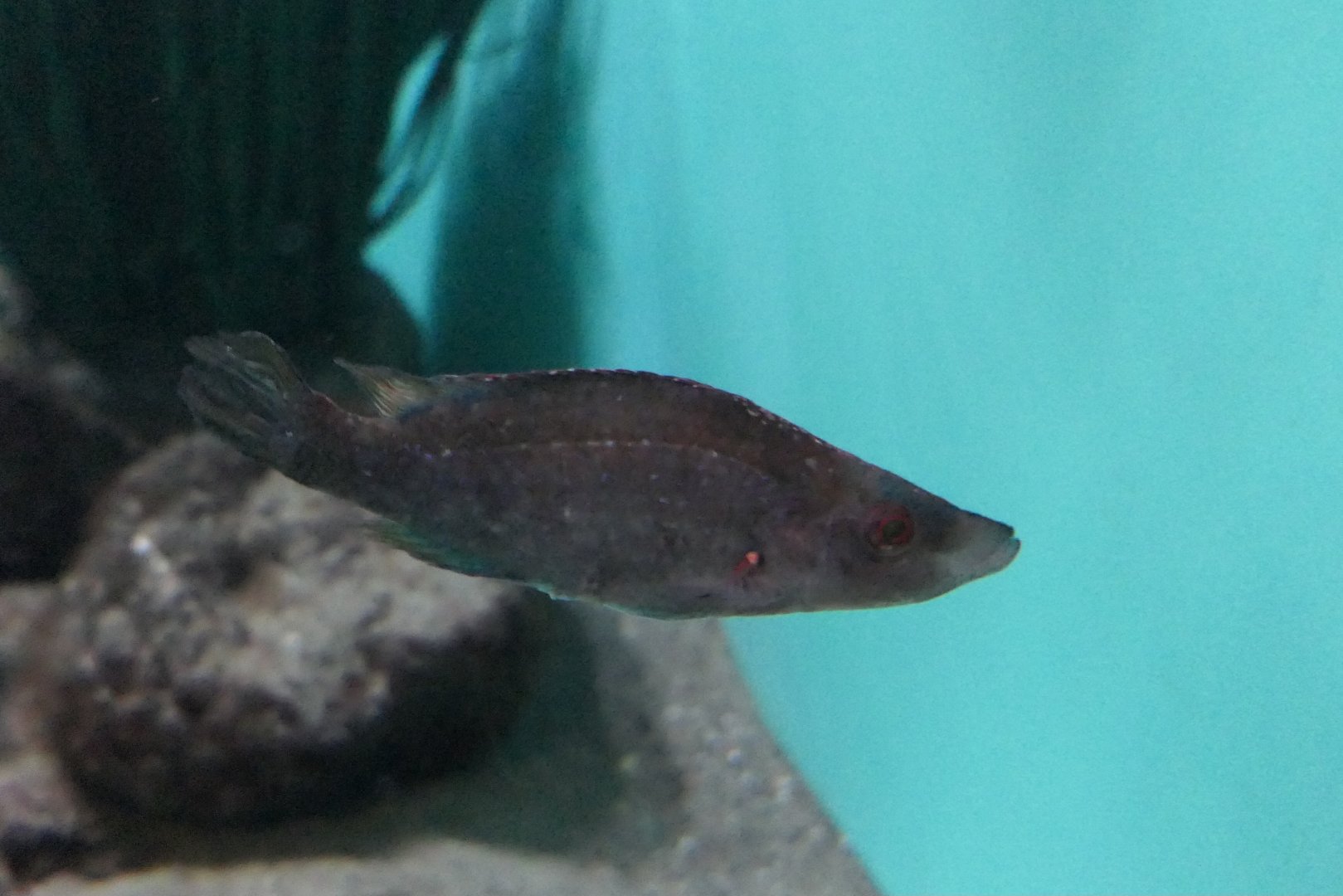 Long-snouted Wrasse (Symphodus rostratus)