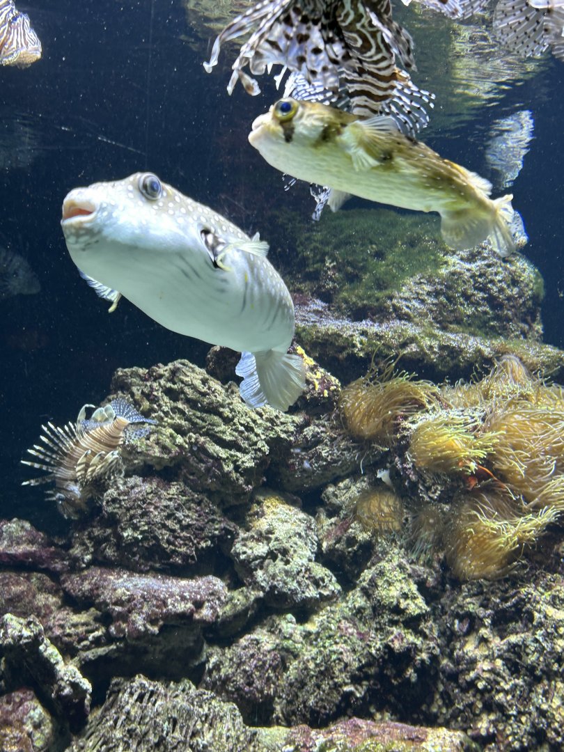 Long-spine porcupinefish and white spotted pufferfish
