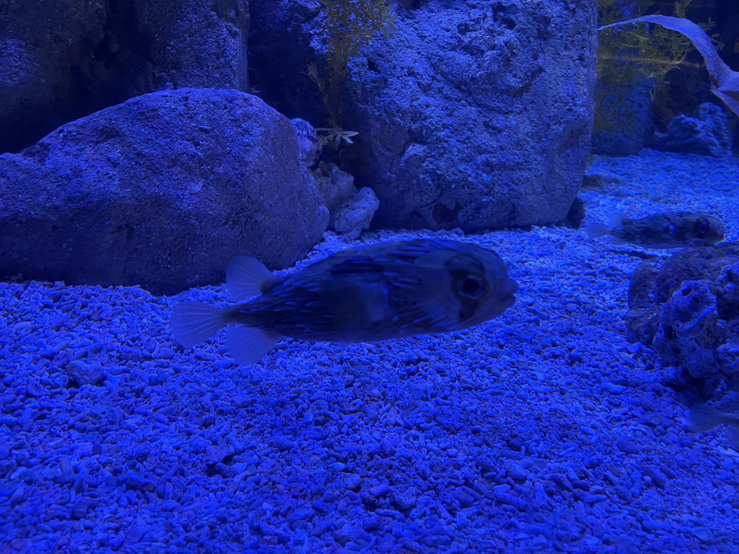long-spine porcupinefish (diodon holocanthus) (1)