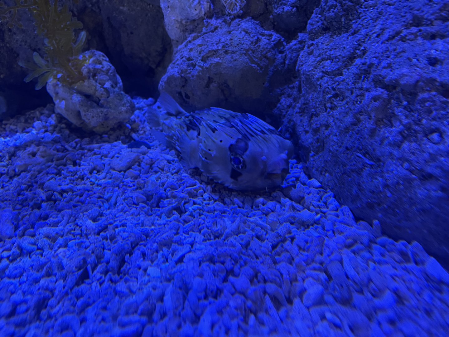 long-spine porcupinefish (diodon holocanthus) (1)