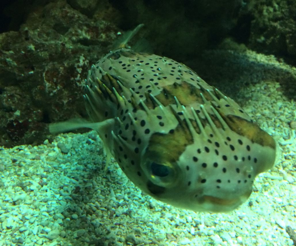 Long-Spine Porcupinefish (Diodon holocanthus) 12-8-2018