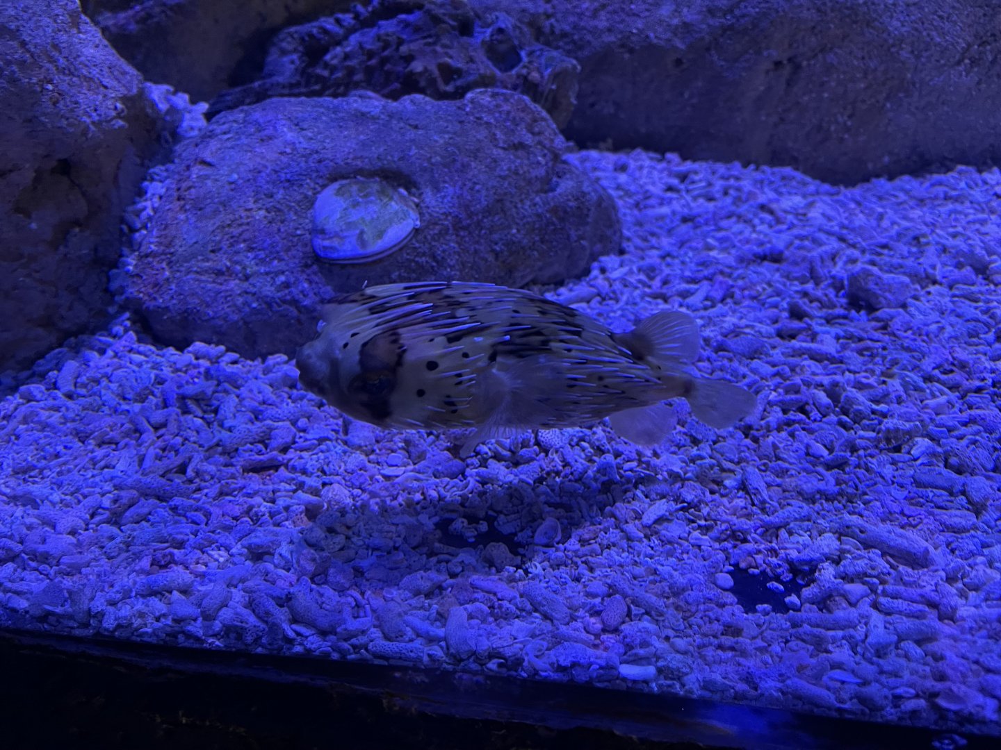 long-spine porcupinefish (diodon holocanthus) (2)