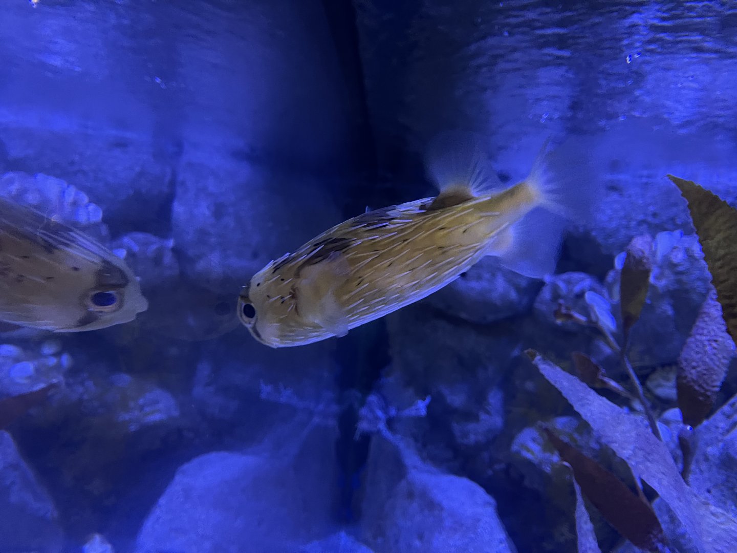 long-spine porcupinefish (diodon holocanthus) (2)