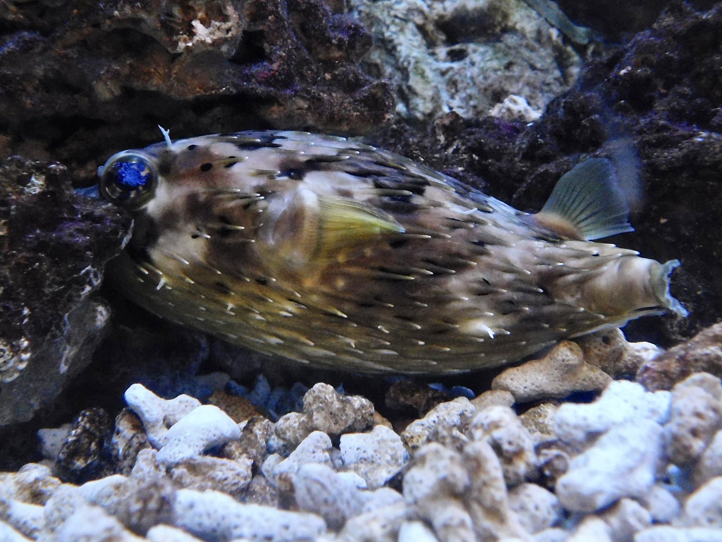 Long-spine Porcupinefish (Diodon holocanthus) - Itabashi Botanical Garden September 27, 2025
