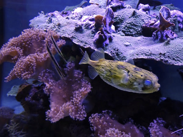 Long-spine porcupinefish (Diodon holocanthus) & Razorfish (Aeoliscus strigatus