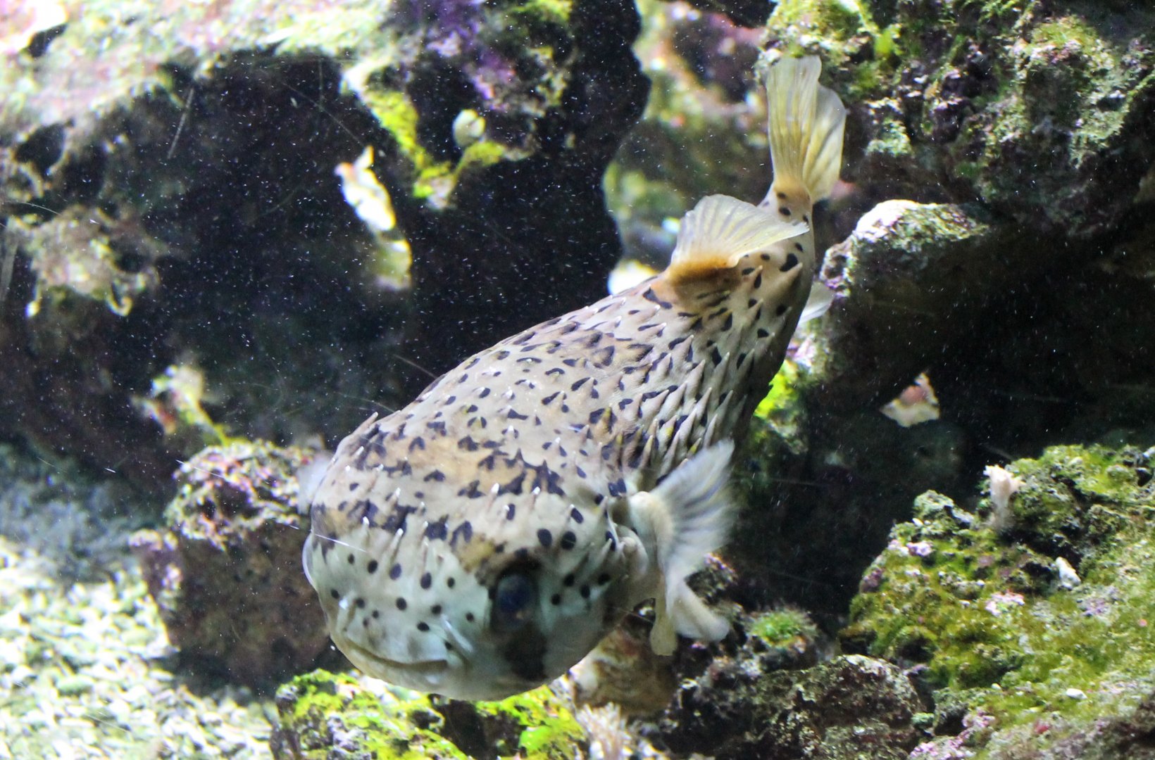 Long-spine porcupinefish - Diodon holocanthus