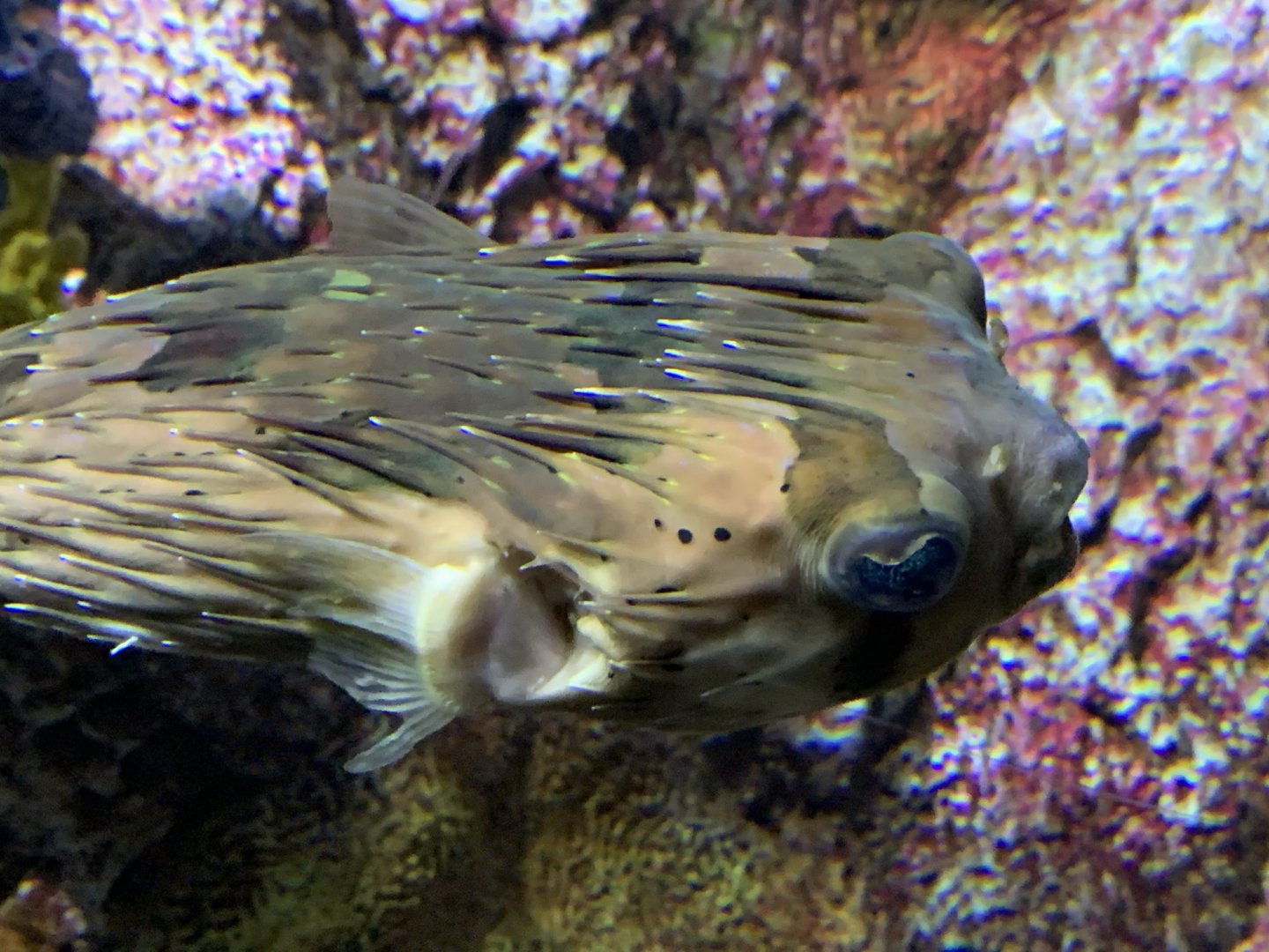 Long-Spine Porcupinefish (Diodon holocanthus)