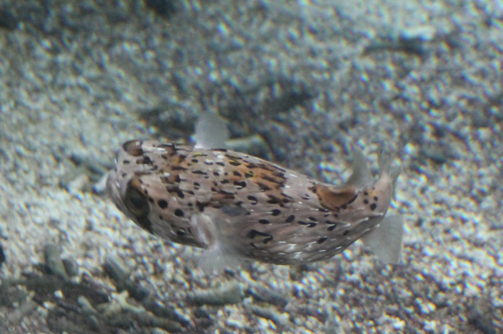 Long-spine porcupinefish
