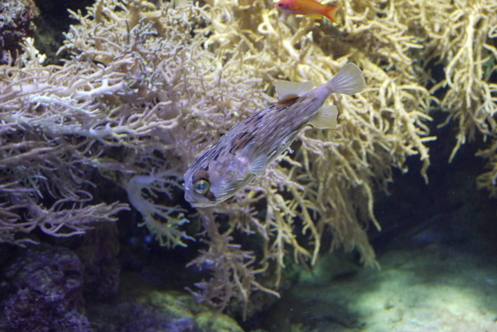 Long-Spine Porcupinefish