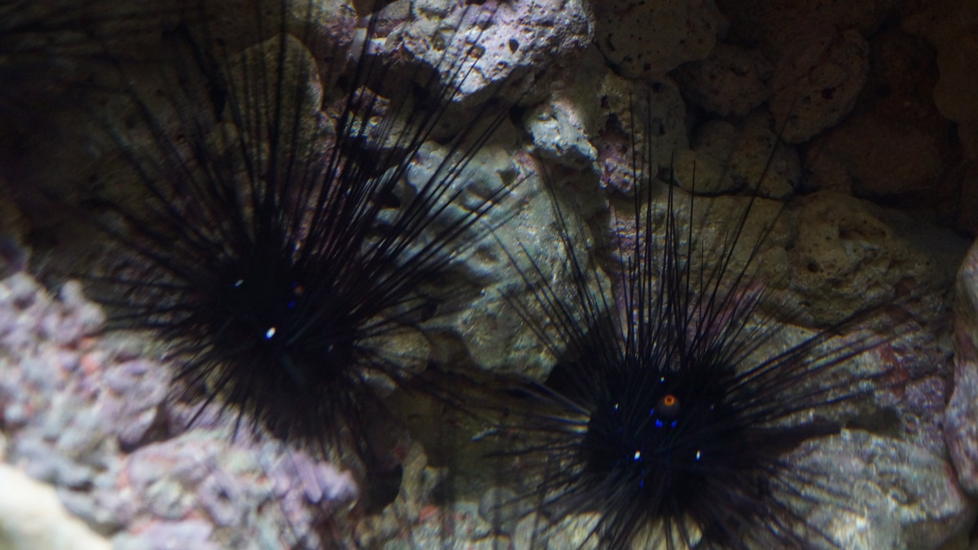 Long-Spine Sea Urchin