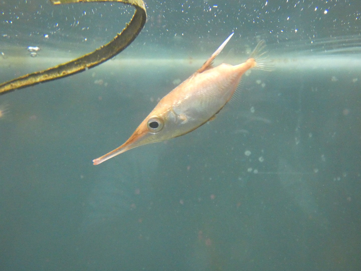 Long-spine snipefish - Anglesey Sea Zoo