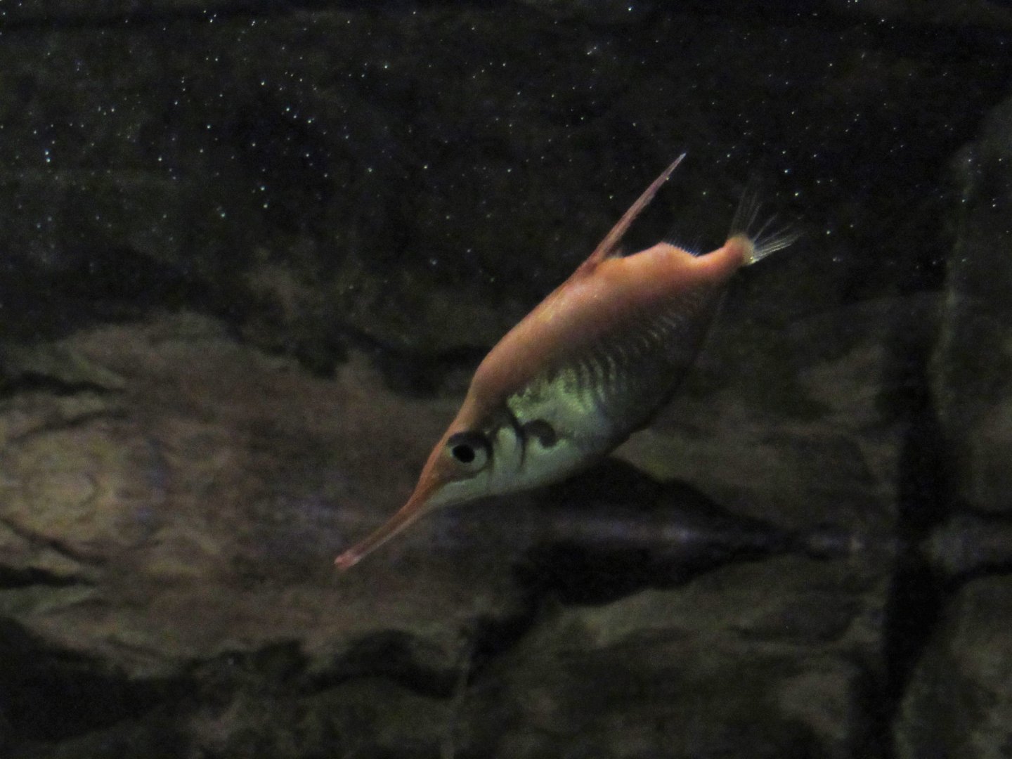 Long Spine Snipefish