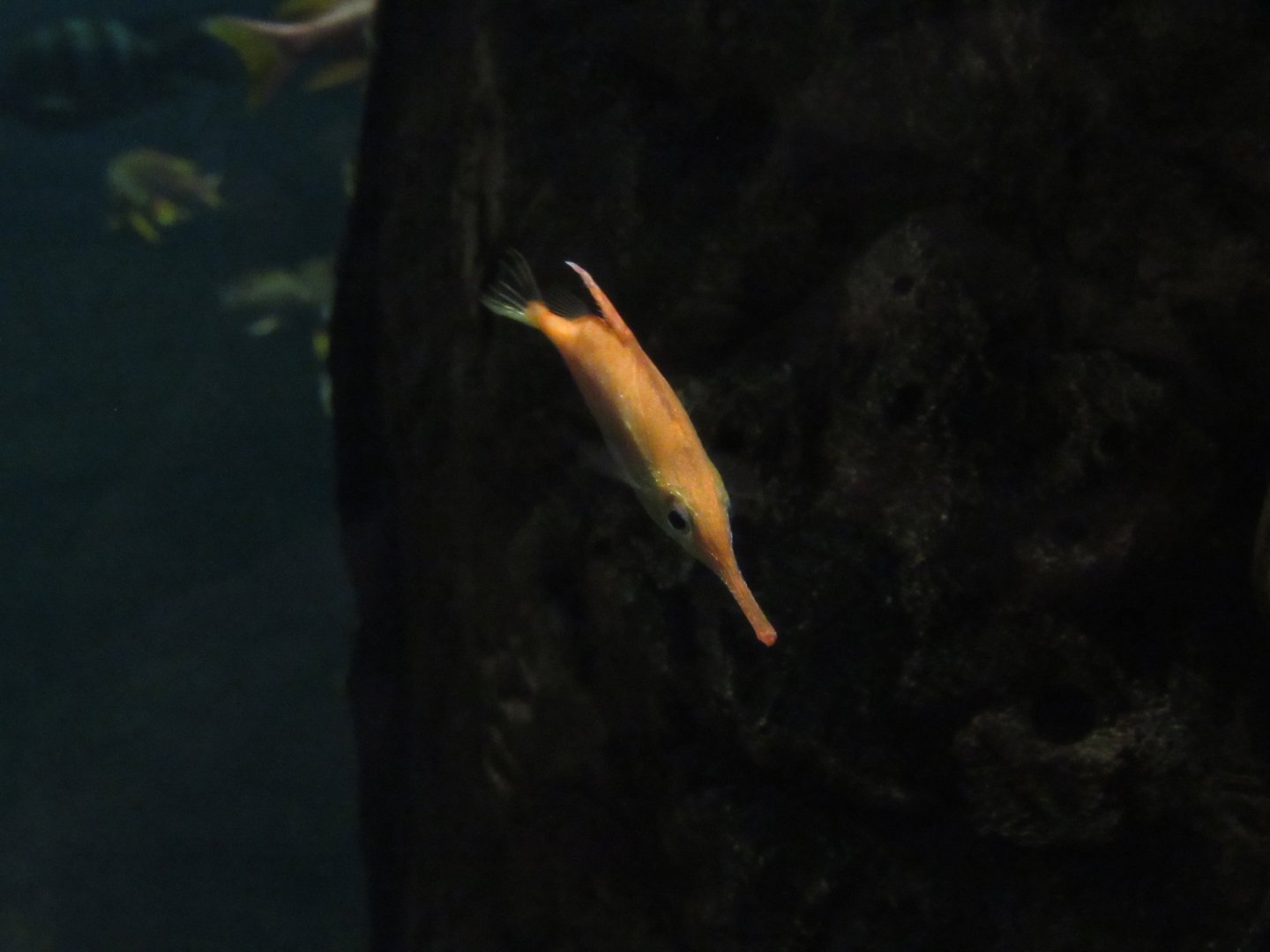 Long Spine Snipefish