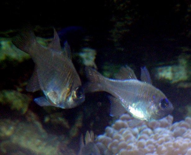 Long-spined Cardinalfishes (Apogon leptacanthus)