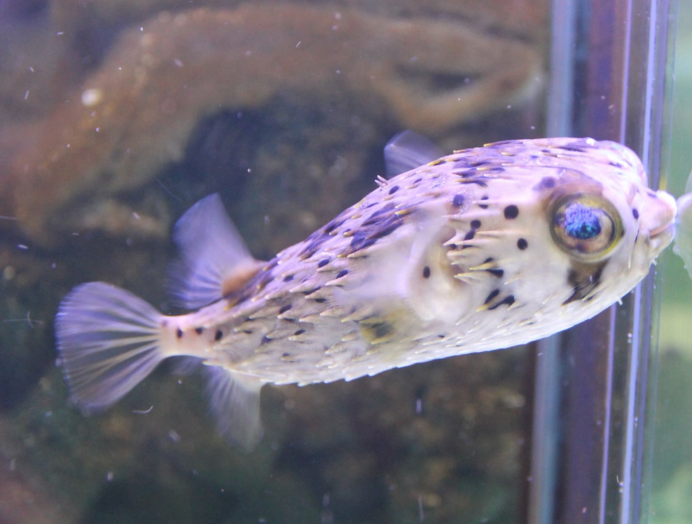Long-spined porcupine fish - Diodon holocanthus