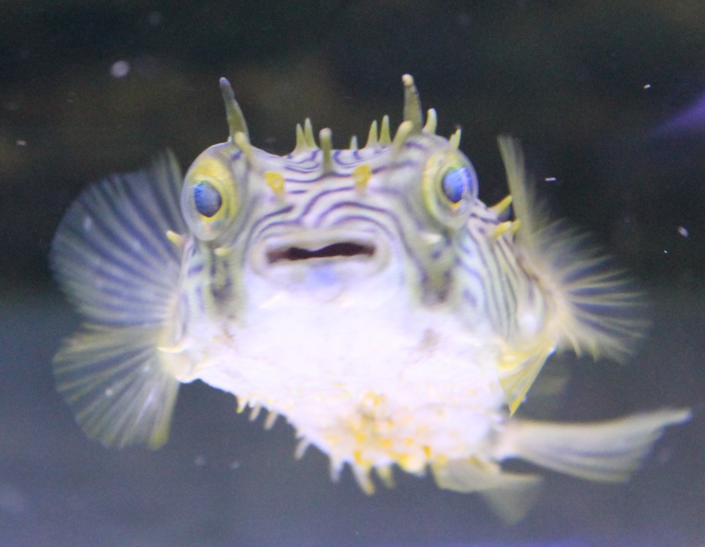 Long-spined porcupine fish - Diodon holocanthus