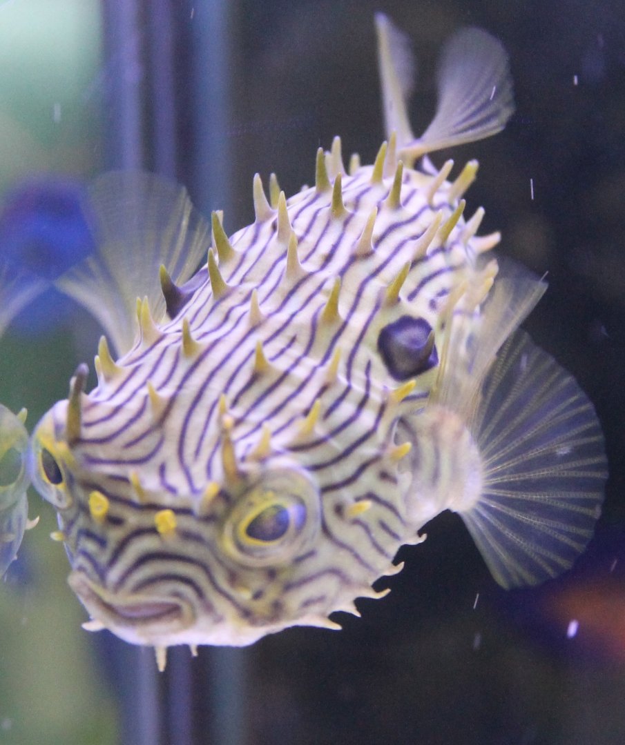 Long-spined porcupine fish - Diodon holocanthus