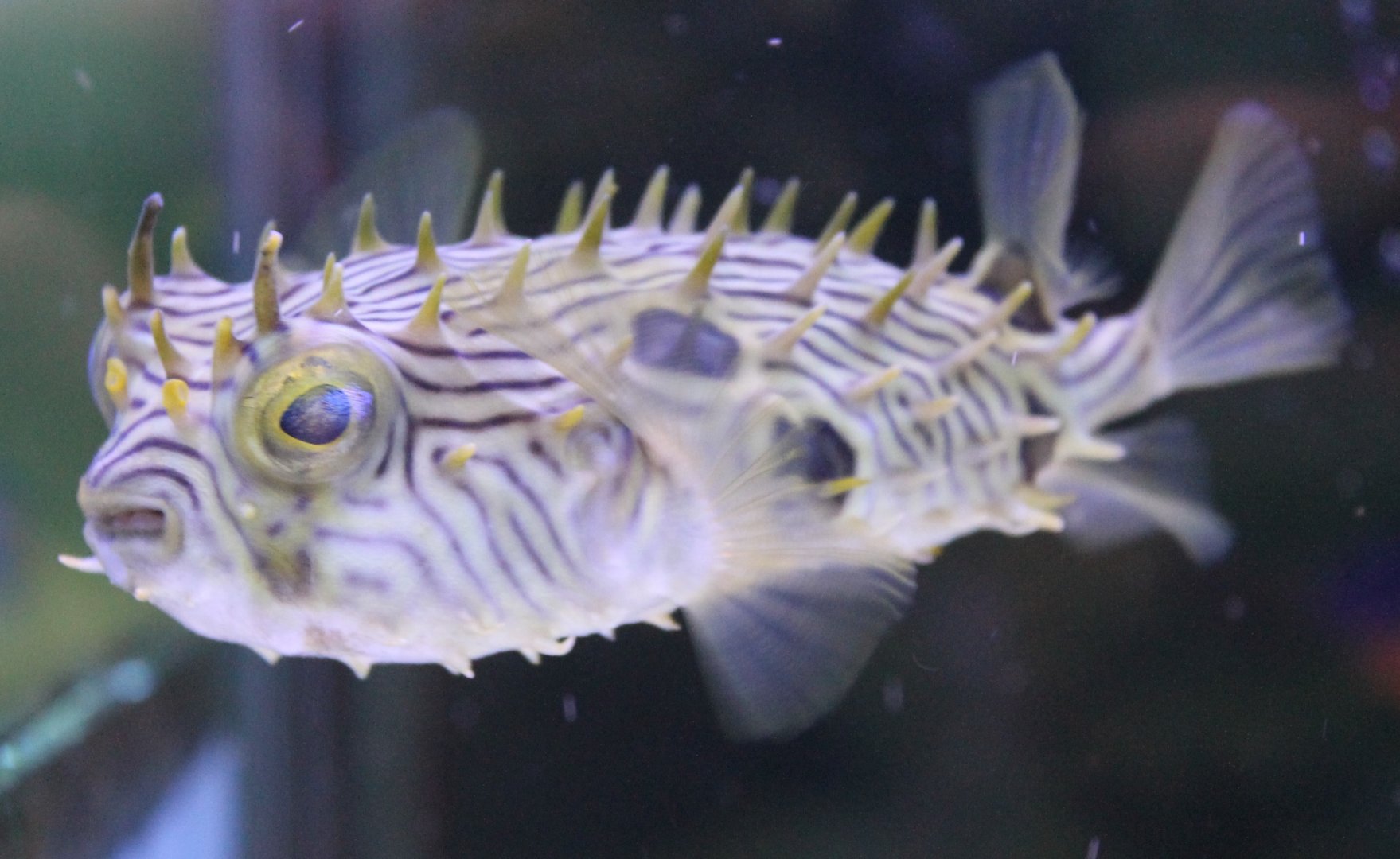 Long-spined porcupine fish - Diodon holocanthus