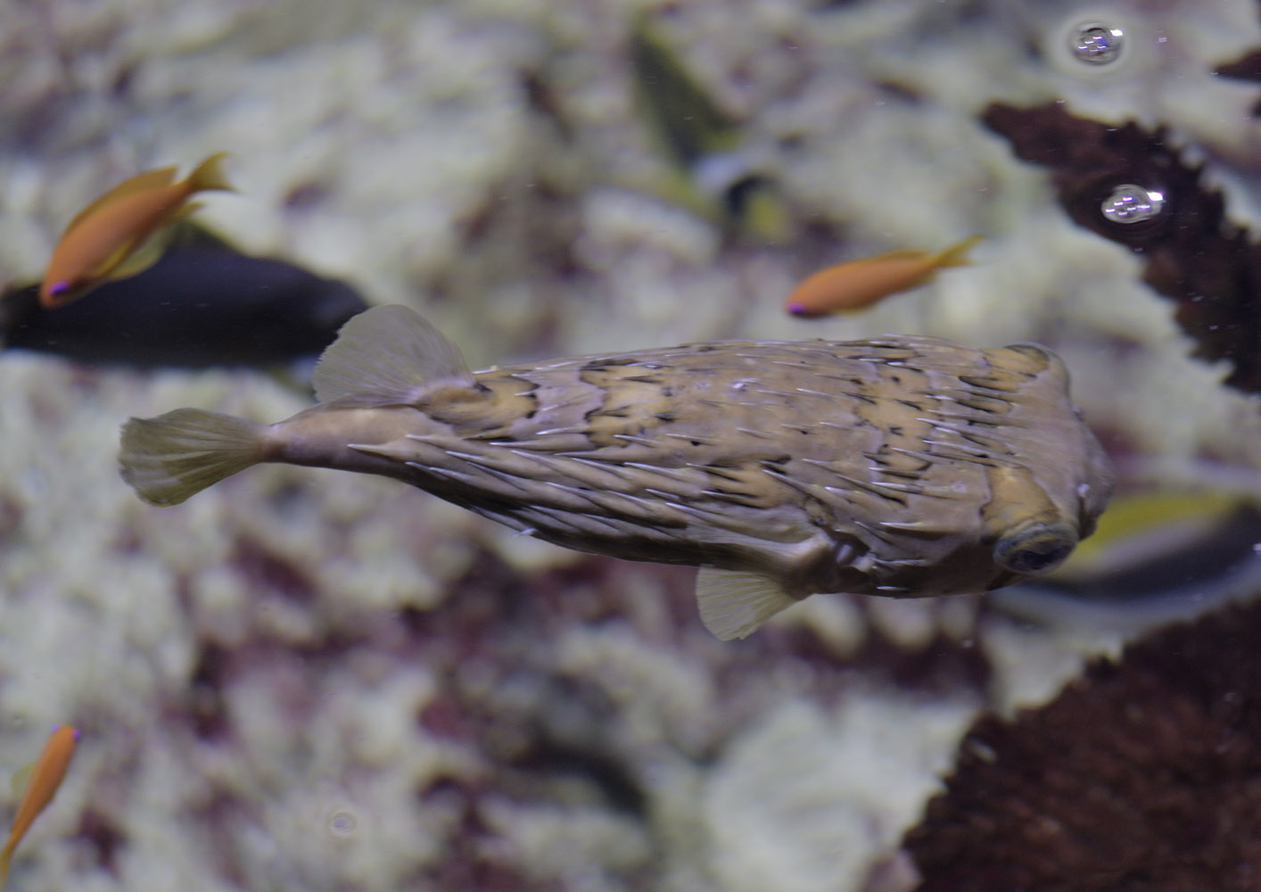 Long-spined porcupine fish