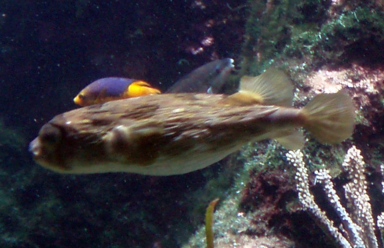 Long-spined Porcupinefish (Diodon holocanthus)