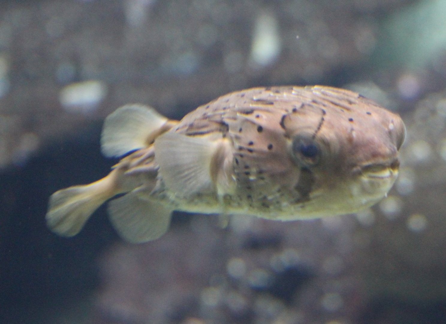 Long-spined porcupinefish - Diodon holocanthus