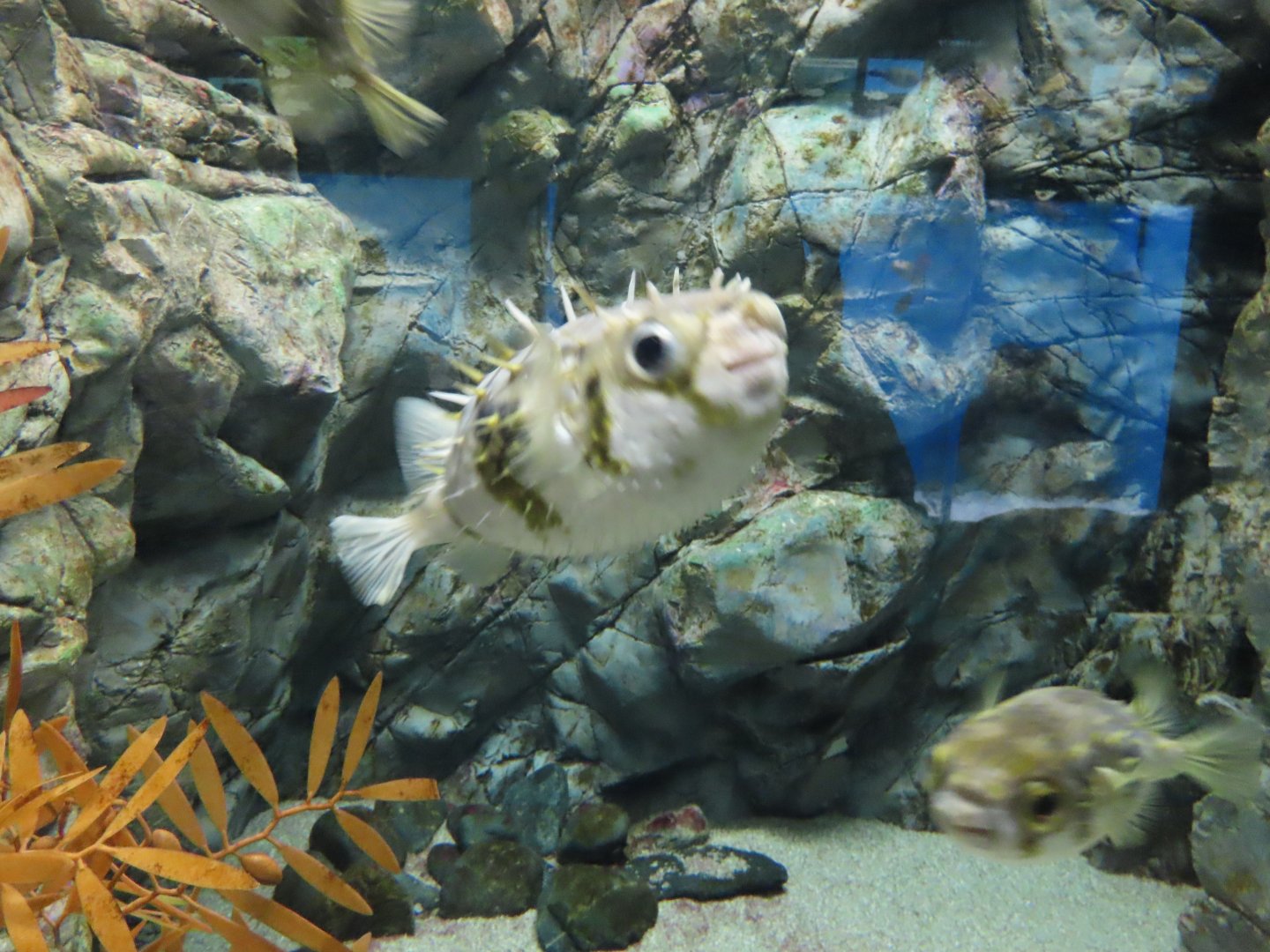 Long-spined porcupinefish (Diodon holocanthus)