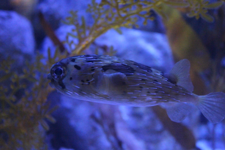 Long-spined porcupinefish (Diodon holocanthus)
