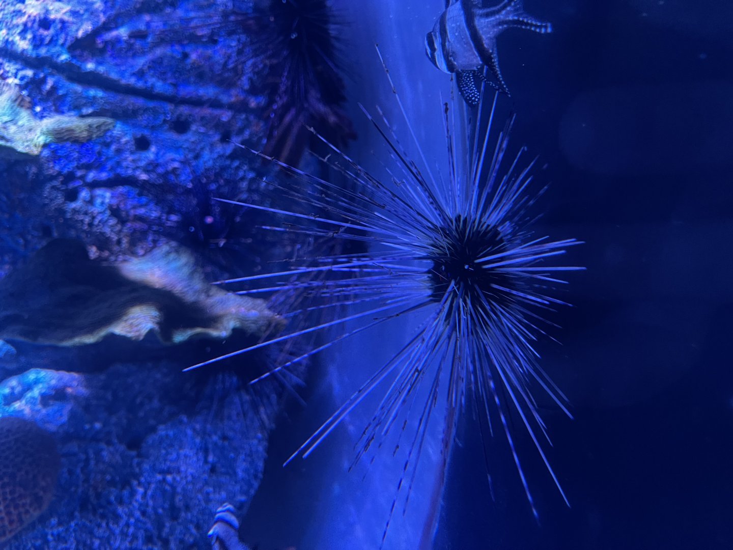 long-spined sea urchin (diadema setosum)
