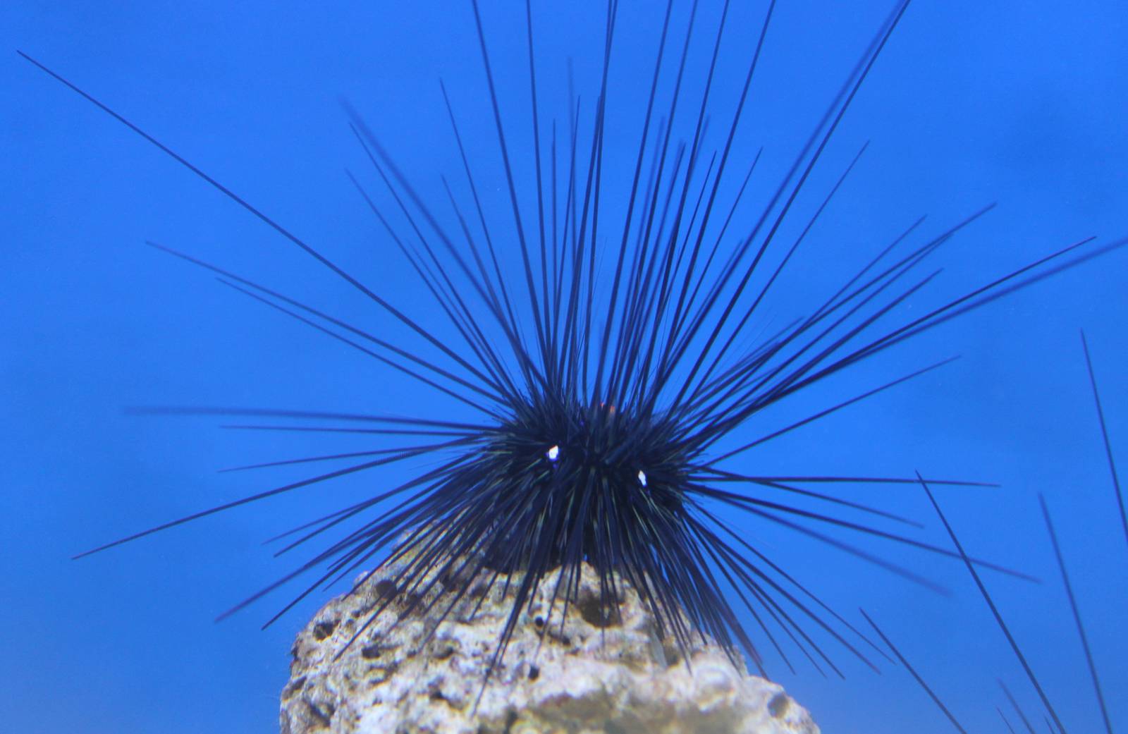 Long-spined sea urchin