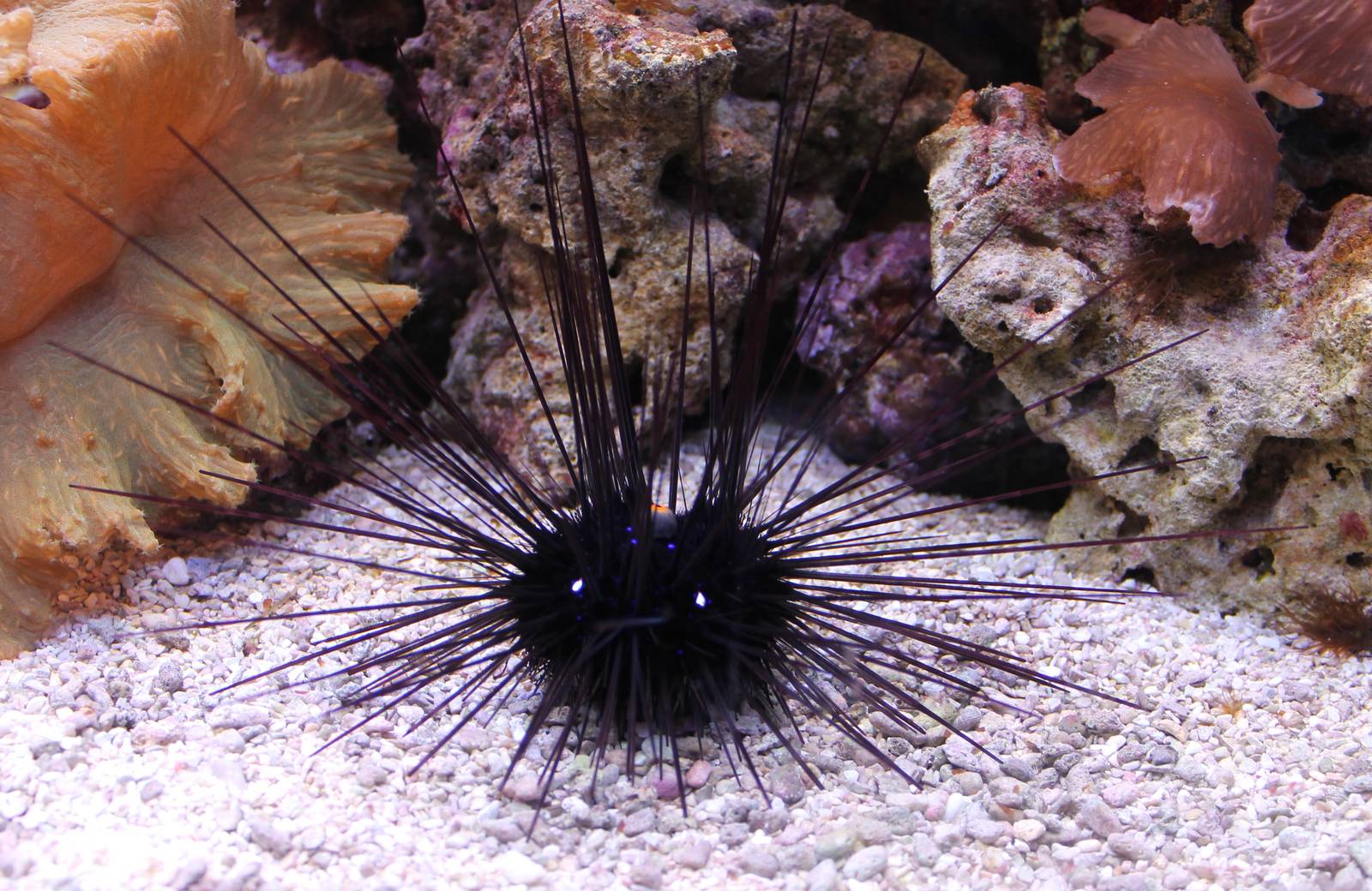 Long-spined sea urchin