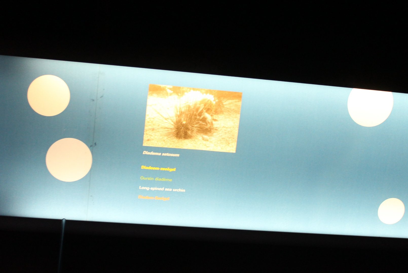 Long-spined sea-urchin