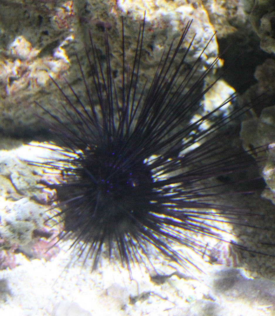 Long-spined sea-urchin
