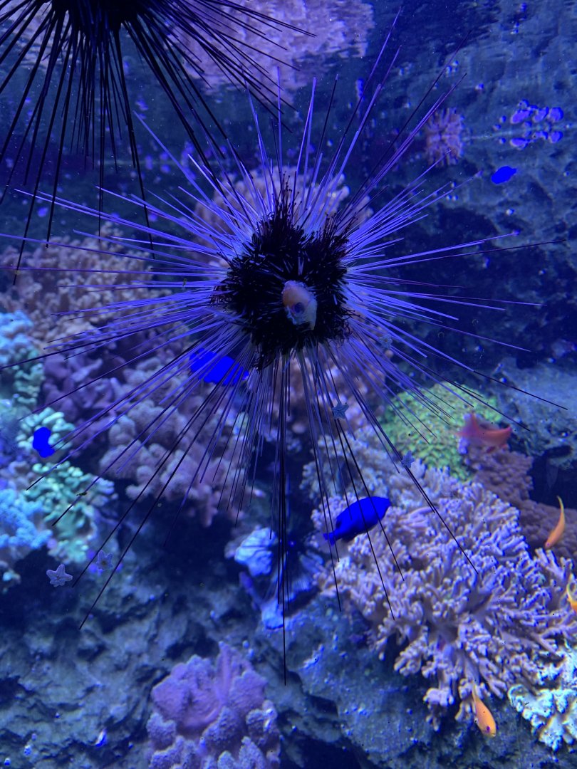Long-spined sea urchin