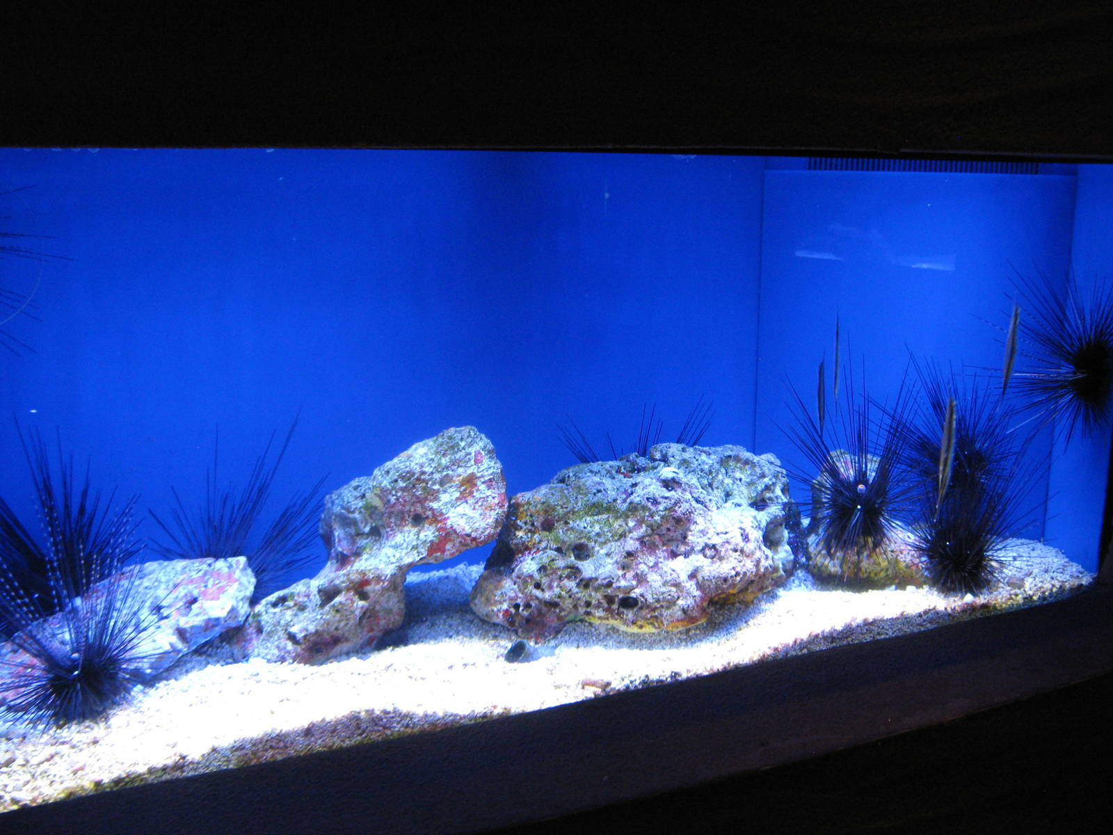 long-spined sea urchins and shrimpfish