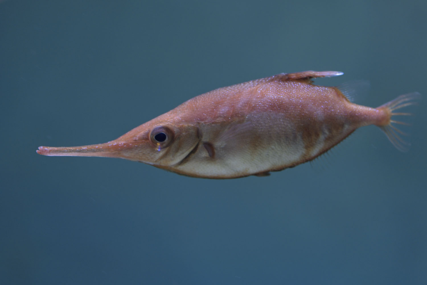 Long-spined snipefish