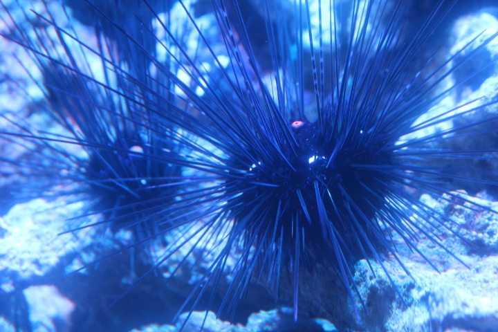 Long-spined urchin (Diadema setosum)