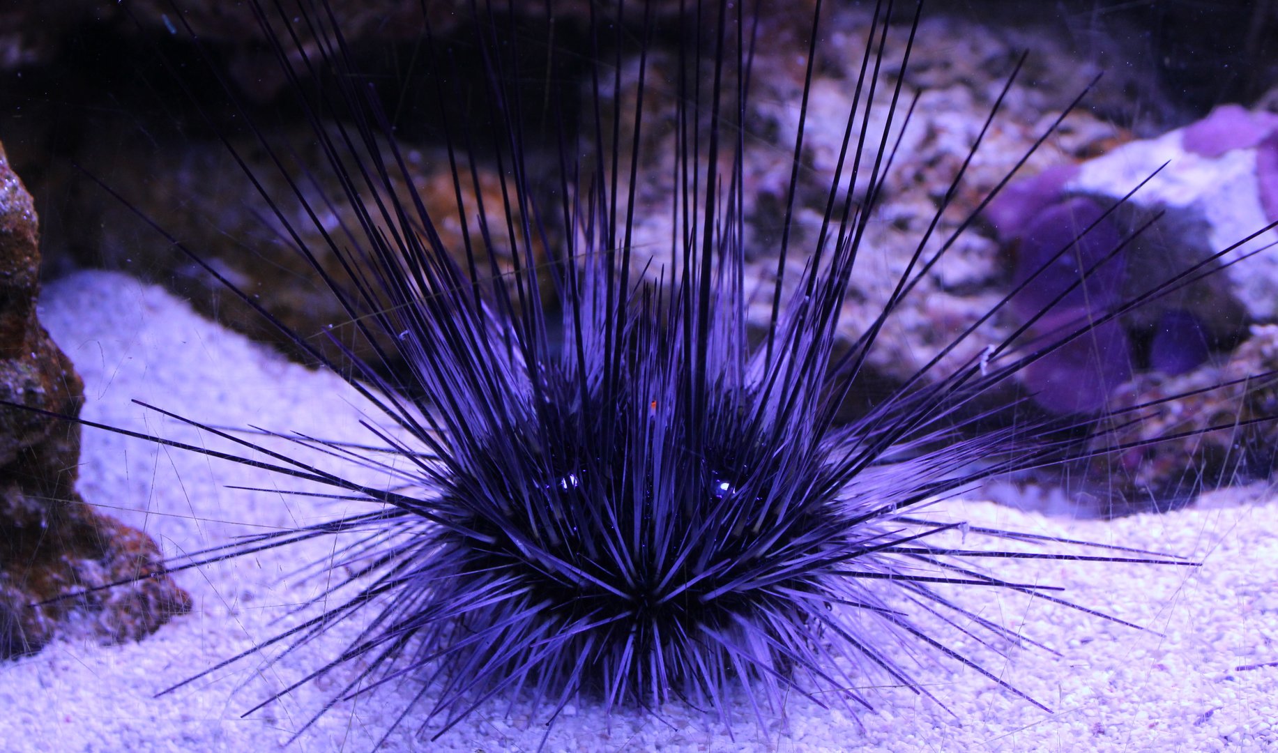 Long-spinned sea urchin - Diadema species