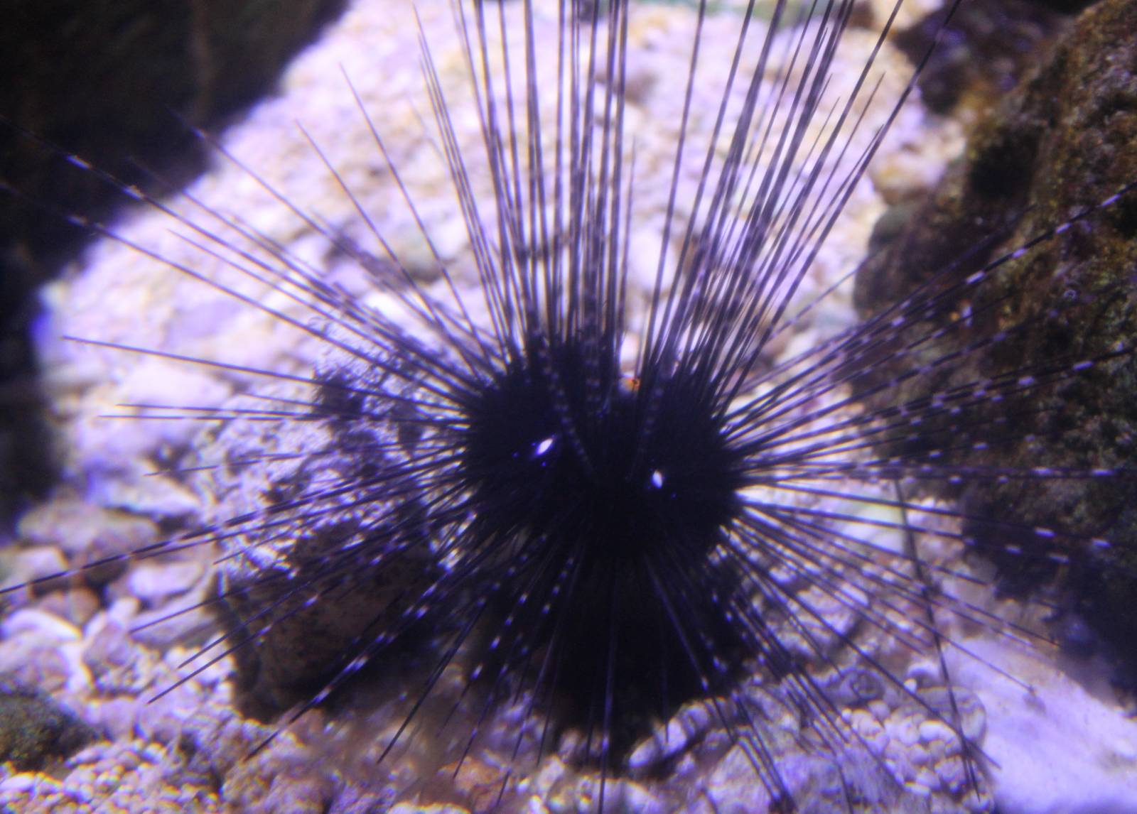 Long-spinned sea urchin